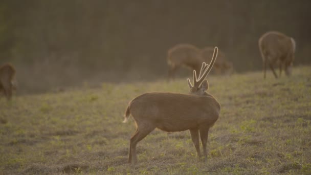 Veados Porcos Floresta Thailandwild Animais — Vídeo de Stock