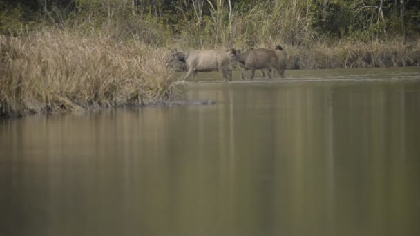 Ciervos Cerdo Bosque Tailandiaanimales Salvajes — Vídeos de Stock