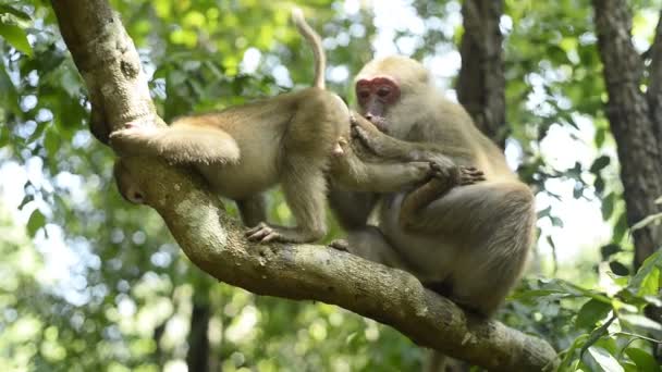 Anne Maymun Bebek Maymun Ağaç Dalında Oturuyorlar — Stok video