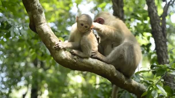 Matka Małpa Dziecko Małpa Siedzi Gałęzi Drzewa — Wideo stockowe