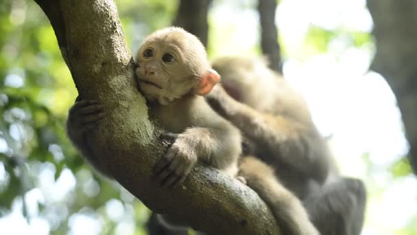 Mother Monkey Baby Monkey Sitting Tree Branch — Stock Video