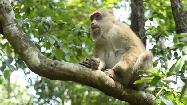 Madre Mono Bebé Mono Sentado Una Rama Árbol — Vídeos de Stock