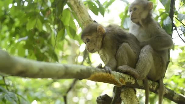 Mono Bebé Lindo Niño Assam Macaco — Vídeos de Stock