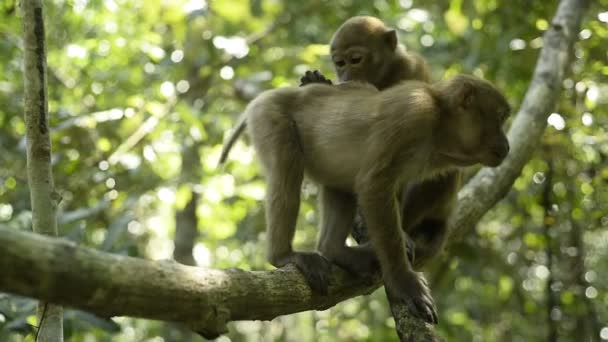 Mother Monkey Baby Monkey Sitting Tree Branch — Stock Video