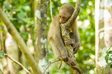Bebek Maymun Portresi