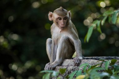 Bebek Maymun Portresi