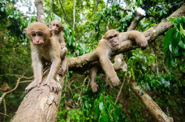 Retrato Macaco Bebê — Fotografia de Stock