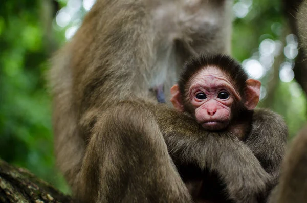 Retrato Macaco Bebê — Fotografia de Stock