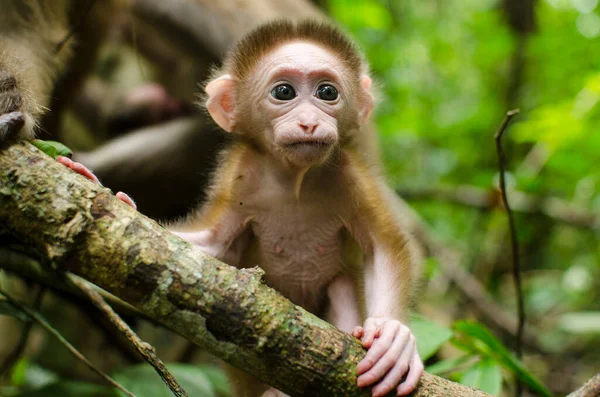 Retrato Macaco Bebê — Fotografia de Stock