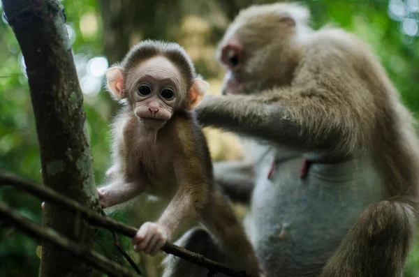 Retrato Macaco Bebê — Fotografia de Stock