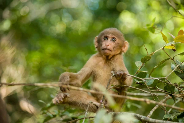 Retrato Macaco Bebê — Fotografia de Stock