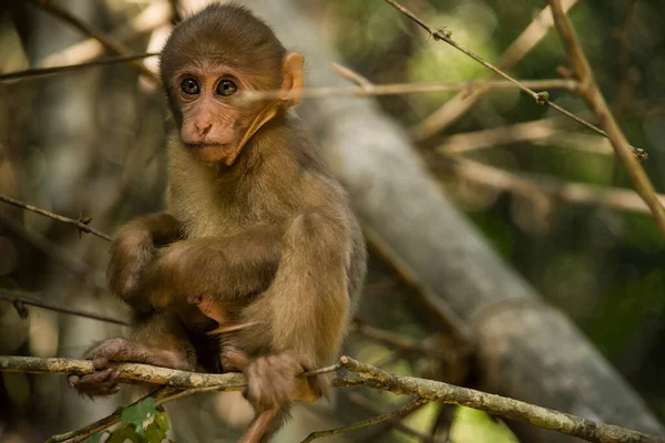 Retrato Macaco Bebê — Fotografia de Stock