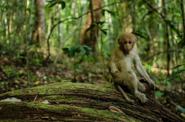 Retrato Macaco Bebê — Fotografia de Stock