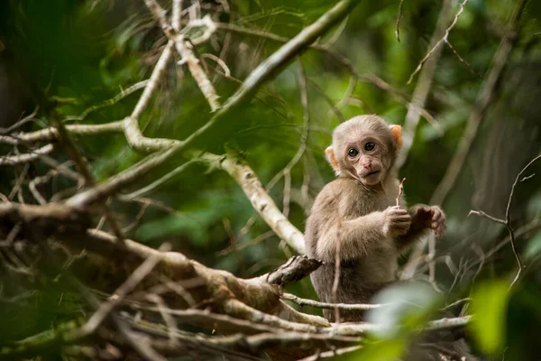 Retrato Macaco Bebê — Fotografia de Stock