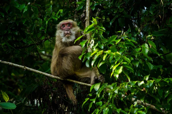 Retrato Macaco Velho — Fotografia de Stock