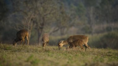  Doğa, hayvan, vahşi yaşam görüntüleri, vahşi yaşam, doğa arka planı Tayland