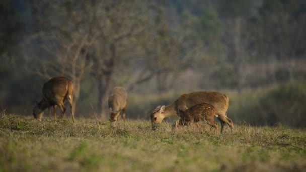 Naturen Djur Djurliv Bilder Djurliv Natur Bakgrund Asien Thailand — Stockvideo