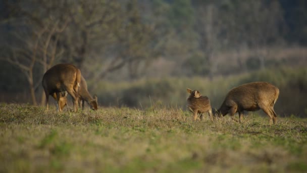 Natureza Animal Imagens Vida Selvagem Vida Selvagem Animal Natureza Fundo — Vídeo de Stock