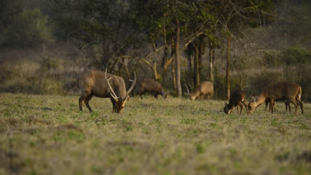  dans la nature, animaux, images de la faune, Animaux, Nature de fond Asie Thaïlande 