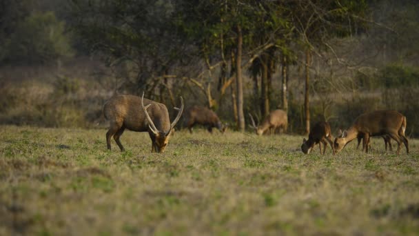 Natureza Animal Imagens Vida Selvagem Vida Selvagem Animal Natureza Fundo — Vídeo de Stock