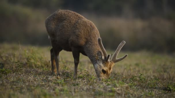 Přírodě Zvířata Volně Žijící Zvěř Volně Žijící Zvěř Příroda Pozadí — Stock video