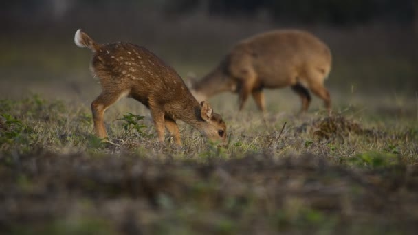 Natureza Animal Imagens Vida Selvagem Vida Selvagem Animal Natureza Fundo — Vídeo de Stock