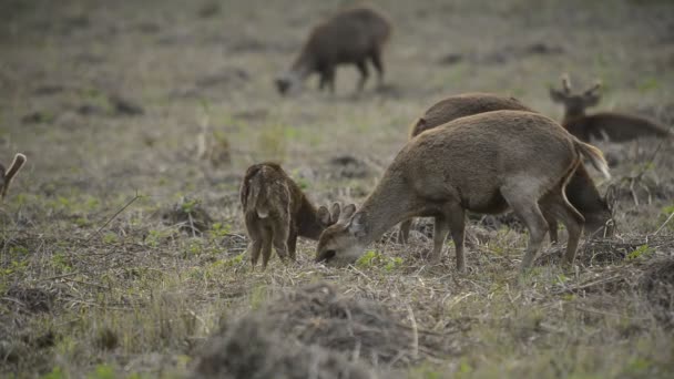  dans la nature, animaux, images de la faune, Animaux, Nature de fond Asie Thaïlande 