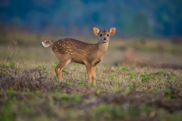 Spädbarn Rådjur Vilt Natur — Stockfoto