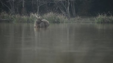 Güzel sambar (Rusa unicolor) ormanda yürüyen geyik