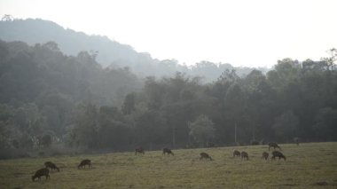 Doğada domuz geyiği, Tayland ormanında geyik