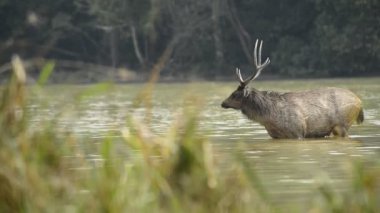 Güzel sambar (Rusa unicolor) ormanda yürüyen geyik