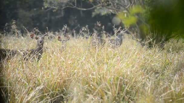 Beautiful Sambar Rusa Unicolor Deer Walking Forest — Stock Video