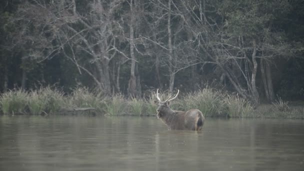 Mooie Sambar Rusa Unicolor Herten Wandelen Het Bos — Stockvideo