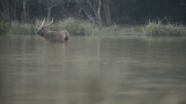 Mooie Sambar Rusa Unicolor Herten Wandelen Het Bos — Stockvideo