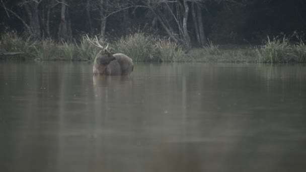 Mooie Sambar Rusa Unicolor Herten Wandelen Het Bos — Stockvideo