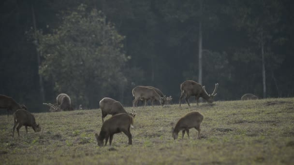 Mooie Sambar Rusa Unicolor Herten Wandelen Het Bos — Stockvideo