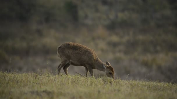 Varken Herten Natuur Herten Thailand Bos — Stockvideo