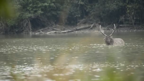 Красивий Сабар Rusa Unicolor Олень Йде Лісі — стокове відео