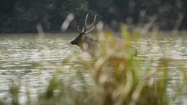 Beau Sambar Rusa Unicolor Cerf Marchant Dans Forêt — Video