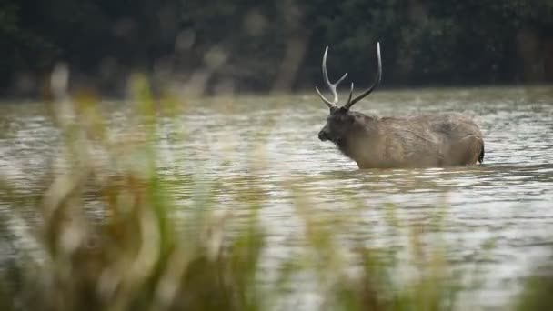 Mooie Sambar Rusa Unicolor Herten Wandelen Het Bos — Stockvideo