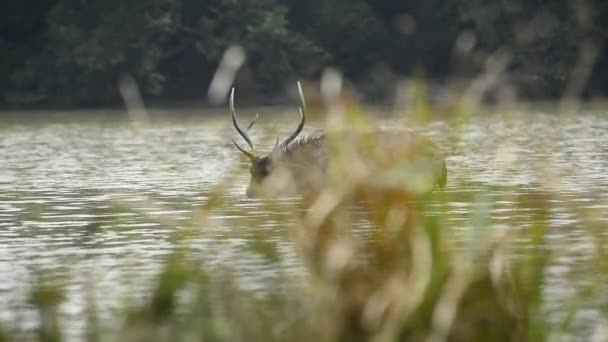 Mooie Sambar Rusa Unicolor Herten Wandelen Het Bos — Stockvideo