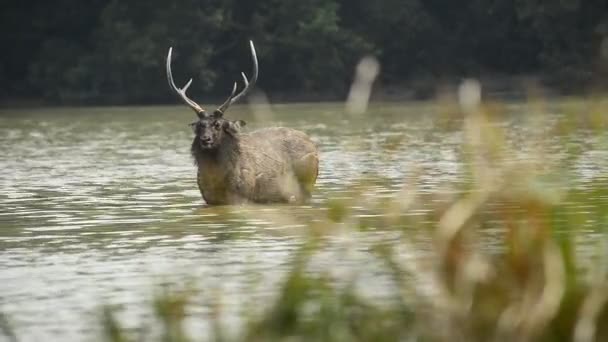 Mooie Sambar Rusa Unicolor Herten Wandelen Het Bos — Stockvideo