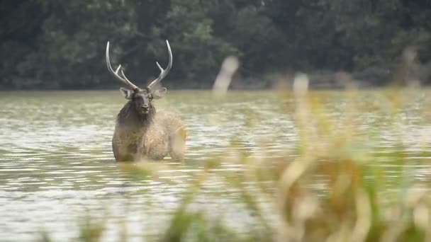 美丽的桑巴 罗萨单色 鹿在森林中散步 — 图库视频影像