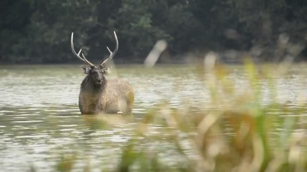 Mooie Sambar Rusa Unicolor Herten Wandelen Het Bos — Stockvideo