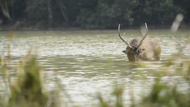 Mooie Sambar Rusa Unicolor Herten Wandelen Het Bos — Stockvideo