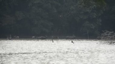 Güzel sambar (Rusa unicolor) ormanda yürüyen geyik