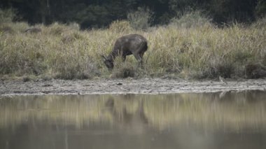 Güzel sambar (Rusa unicolor) ormanda yürüyen geyik