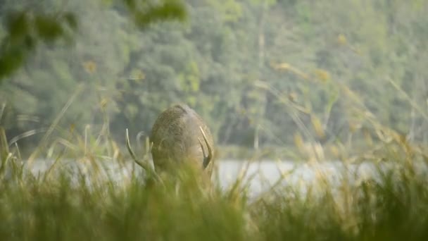 Schöne Sambar Rusa Unicolor Hirsche Spazieren Wald — Stockvideo