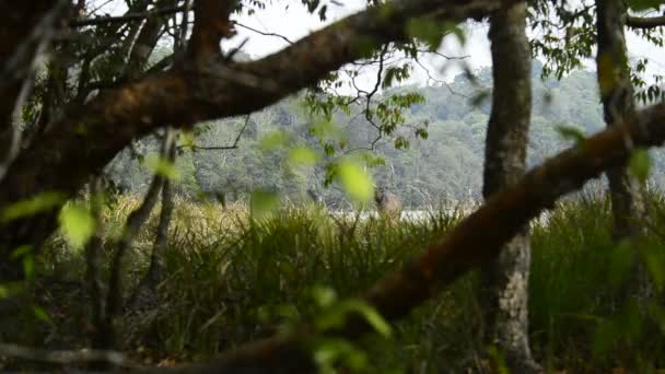 Mooie Sambar Rusa Unicolor Herten Wandelen Het Bos — Stockvideo