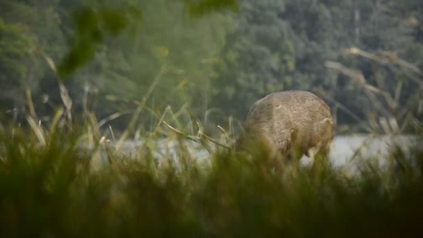 Mooie Sambar Rusa Unicolor Herten Wandelen Het Bos — Stockvideo